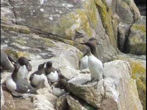 Great Saltee - guillemots