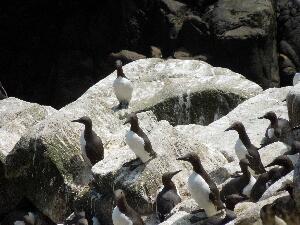 Great Saltee - guillemots