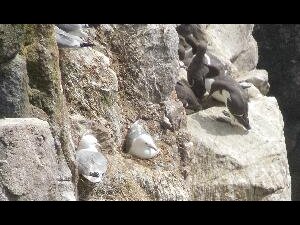 Great Saltee - kittiwakes and auks