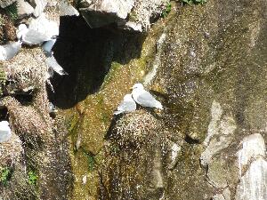 Great Saltee - kittiwakes