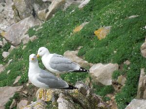 Great Saltee - kittiwakes