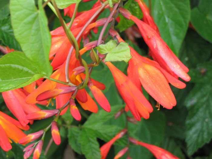 Inishturk - Inis Toirc