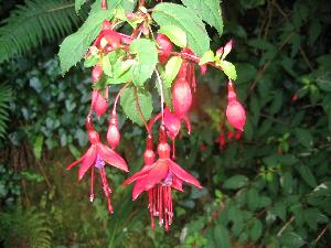 Valentia Island - Oile�n Dairbhre