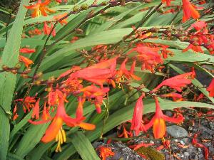 Valentia Island - Oile�n Dairbhre