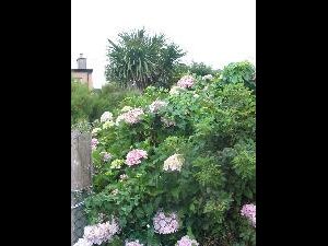 Valentia Island - Oile�n Dairbhre